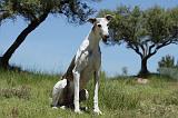 GREYHOUND 125